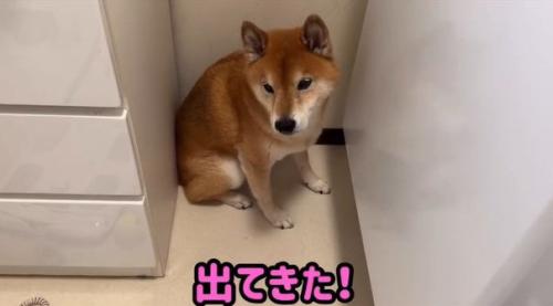 出てきたロックくん