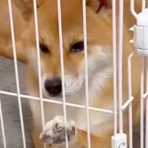 お客さんが家に来るので『犬をケージ入れた』結果→不満が爆発して…あまりにもわかりやすい『ブチギレの表情』が38万再生「拗ね方超絶可愛いｗ」
