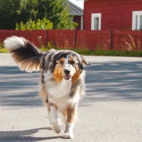 犬が『しっぽを振っている』ときの心理3つ　嬉しいだけじゃない？愛犬の気持ちを判断する方法まで