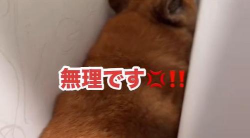 激怒するロックくん