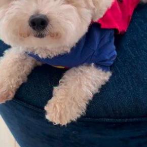 『生まれた瞬間から目がない犬』まっすぐ歩けずにいたら、他の犬が…『まさかの光景』が感動的すぎると188万再生「みんな幸せ」「優しい世界」