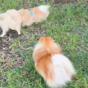 『涙出るほど可愛い』と言われた犬→ドッグランで他のワンコ達の輪に入ろうとして…納得の光景に1万いいね「頑張れー！」「胸がキュッってなる」