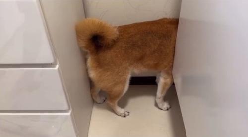 また隙間に入ったロックくん