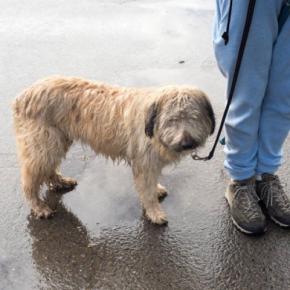 犬が雨に濡れてしまったらどうすべき？毎回シャンプーをした方がいいの？