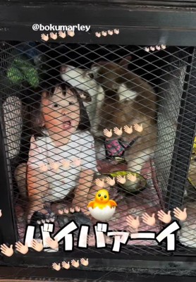 「バイバーイ!!!」