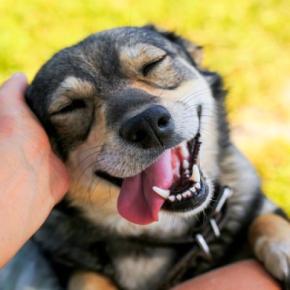 犬の『自由を奪ってしまう』飼い主のタブー行為5つ　無意識のうちに愛犬を苦しめるNG行動とは？