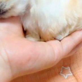 『極小の赤ちゃん犬』がお腹いっぱいになった結果→手のひらに乗せると…とんでもなく尊い『サイズと表情』が44万再生「天使」「おもちゃみたい」