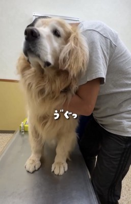 人に抱えられる犬