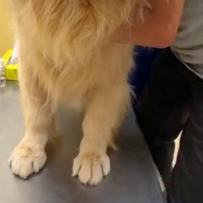 肛門腺絞りのため病院にきた大型犬→どうしても『診察室』に入りたくなくて…まさかの光景と『絶望の表情』が18万再生「可愛すぎ」「顔がｗｗ」