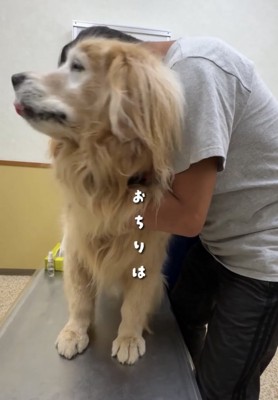 舌を出す犬