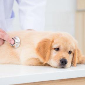 犬が『誤飲』すると死ぬかもしれないもの7選　愛犬の命を守るために必ずすべき対策とは？