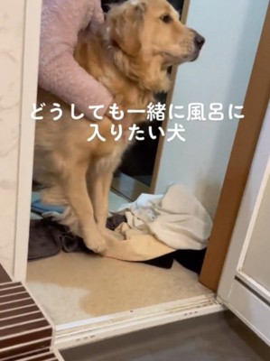 家族に体を支えられて立ち止まっている犬