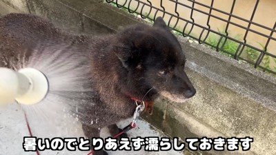 暑いので水をかけたら…