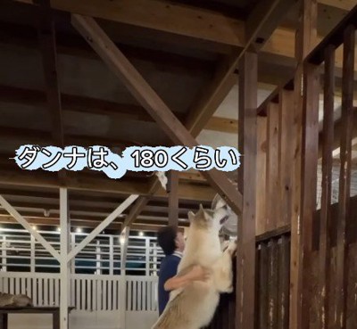 パパも高身長だけど…