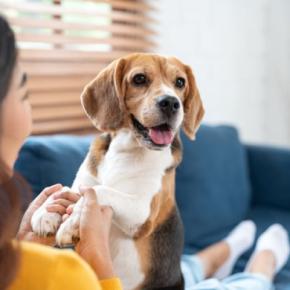 犬を飼うと『死亡リスク』が下がるって本当なの?そう言われている理由や飼い主に与えるメリットまで