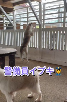 自宅警備が日課です♪