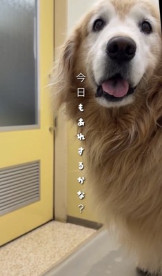 診察台でこちらを見る犬