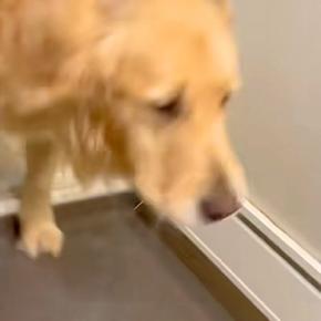 お風呂に入っていたら、大型犬が『一緒に入りたい』と駄々をこねて…思わず笑う『退場の仕方』に反響「大きい赤ちゃんで草」「子どもみたいw」