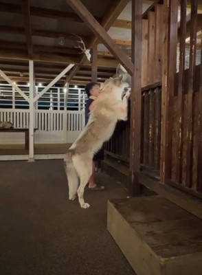イブキくんのサイズ感にびっくり！！