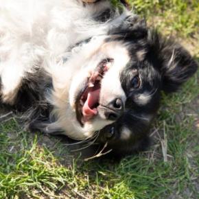 犬が体をクネクネさせる『6つの理由』状況別で分かる愛犬の本音までご紹介