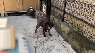 水がかからない場所でブルブルッ