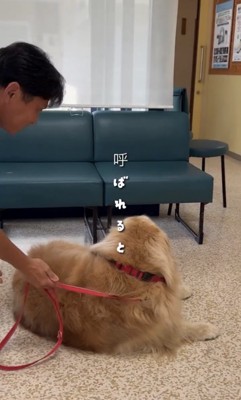 人に背中を向ける犬