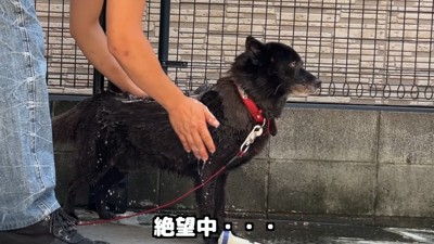 シャンプーが始まって絶望！