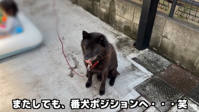 戻ってきて再び番犬モード