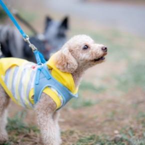 犬と一緒に『ストレス発散』する方法5つ　愛犬にリフレッシュしてもらうためにできることまで