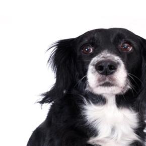 犬が『てんかん発作』を起こしたらどうすべき？絶対にやってはいけないNG行為まで