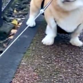 散歩中『犬と行きたい方向が違った』結果→もめてしまい、帰宅後…人間のような『不満の表情』が75万再生「こんな顔に出る?w」「おめめがw」