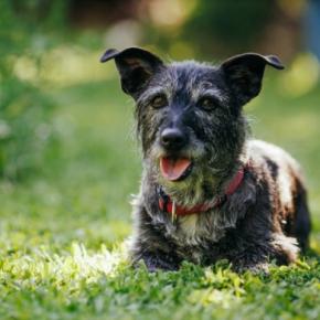 犬の『終活』ですべきこと6選　最初にしなければならないことやお別れ前に必要な準備まで