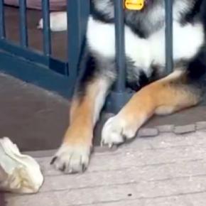柵の外に飛んでいった『おやつ』を取ろうとする子犬→おててが届かずに…あまりにも情けない『表情』に33万いいね「いちいち見てくるの草」
