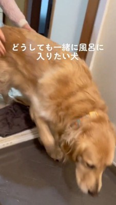 浴室に入ろうとする犬の腰を掴む家族