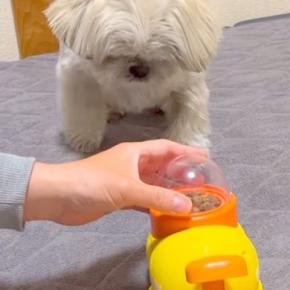 『フードが出てくるおもちゃ』を犬にあげてみたら→正しい遊び方がわからなくて…思っていたのと違う『力技』に反響「賢い」「ある意味天才ｗ」