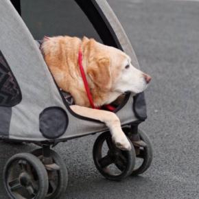 犬が『高齢になった』ときにできなくなること6選　愛犬の行動に現れる変化とは？