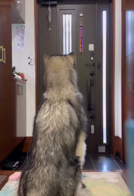 姿勢よく座るシンバくん