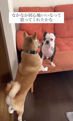 ソファの犬に近づく犬