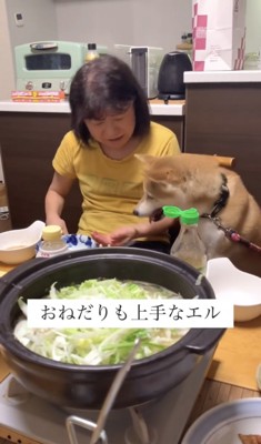 食卓でおねだりする犬