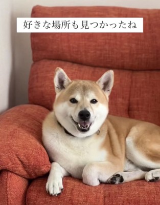 赤いソファでくつろぐ犬