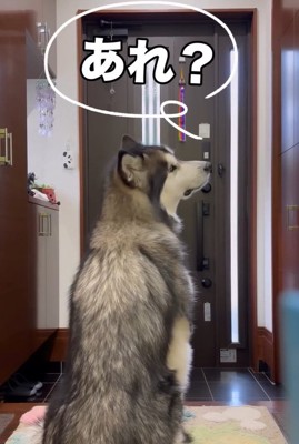 不思議がるシンバくん