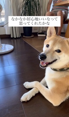 床に伏せてくつろぐ犬