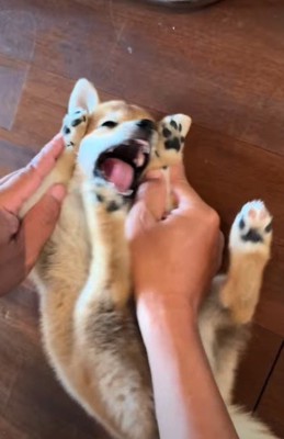 遊び好きのやんちゃな性格♪