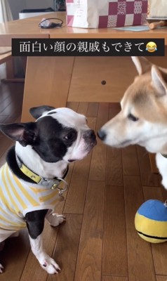 鼻先を近づけ合う2匹の犬