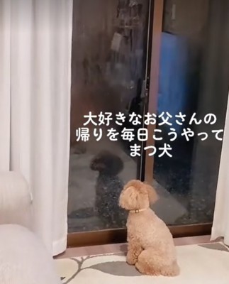 飼い主の帰りを待つ小型犬