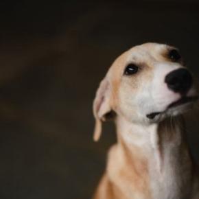 犬が『突然死』してしまう原因5選　命に関わる病気の症状や後悔しないためにできることまで