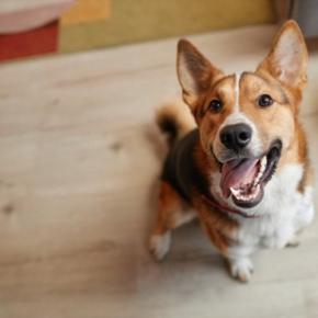 犬は『飼い主の休日』がわかる?どうやって認識しているの?判断する方法まで解説