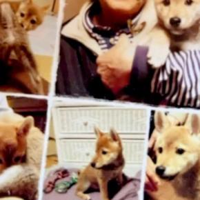 『10年間、自分を愛してくれた飼い主』を亡くした犬→ひとりぼっちの中『素敵な家族』と出会い…涙腺崩壊する物語が147万再生「感動」「幸せに」