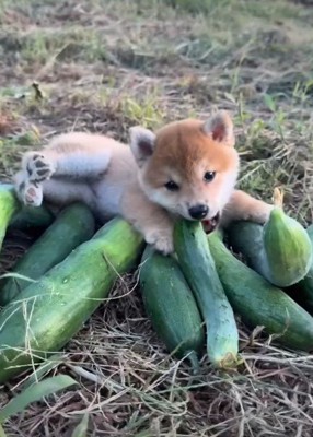 あどけない柴犬のパピー♡
