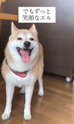 舌を出して笑う犬